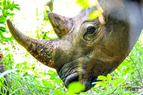 Singapore, a hub for smuggled SA rhino horn, elevates wildlife.
